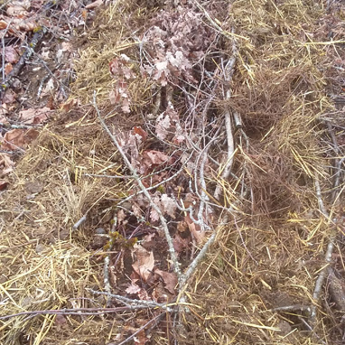 Parcelle NÂ° 7 Lilly, couverture des sols avec des fumures d'Ã¢nes non compostÃ©es, #resincon_association